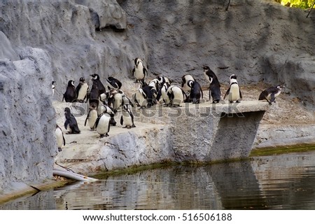 
penguins - Spheniscus demersus