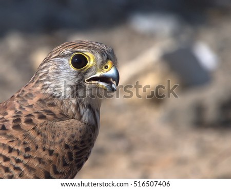 Common Kestrel/European Kestrel (Falco tinnunculus) - Bahrain