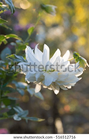 Series autumn flowers - white dahlia with bokeh