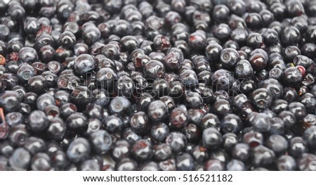 Forest Blueberry textured background. Freshly picked wild blueberries. Wild Blueberry Photo. Blueberries background. Copy space for your text.