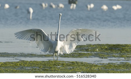 Great egret flying over the shallow sea water at low tide - Bahrain