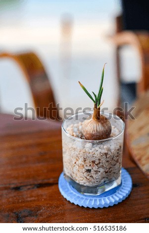 Onions in a glass of water