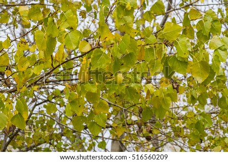 Branches with poplar leaves in autumn. Populus.