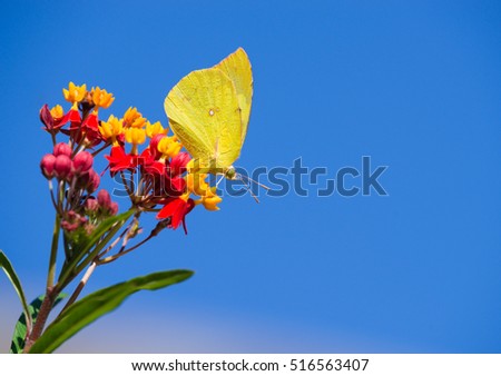 Southern Dogface (Zerene cesonia) butterfly feeding on Tropical Milkweed flowers. Blue sky background with copy space. Royalty-Free Stock Photo #516563407