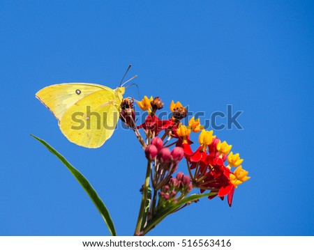 Southern Dogface (Zerene cesonia) butterfly feeding on Tropical Milkweed flowers. Blue sky background with copy space. Royalty-Free Stock Photo #516563416