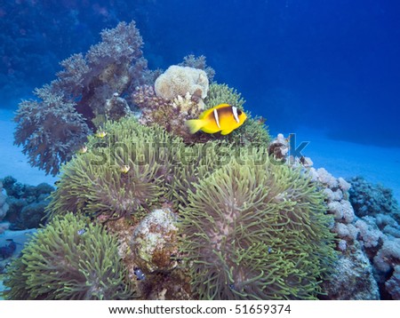 Yellowtail clownfish , Amphiprion clarkii , with sea anemone,  Marsa Alam, Egypt