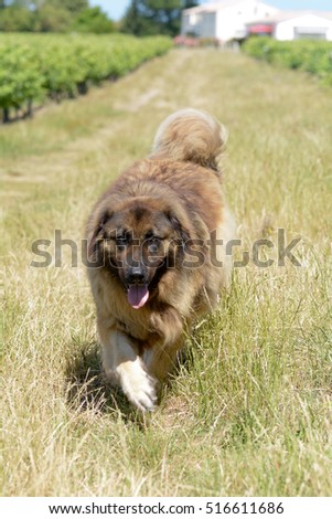 Leonberger dog walking in long grass in vineyard