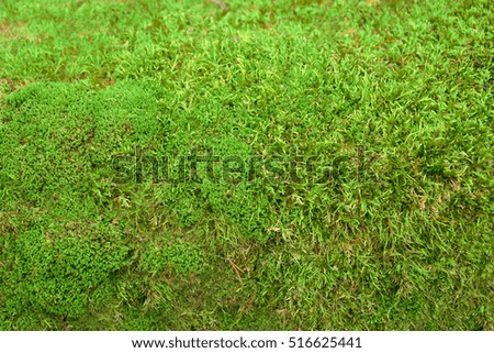 Green Moss background texture
