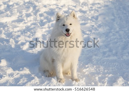 white dog Samoyed Royalty-Free Stock Photo #516626548