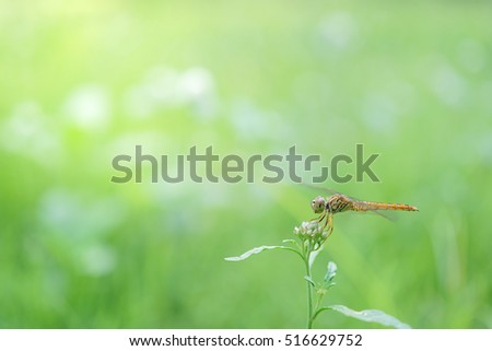 Dragonfly on flower tree under the summer sunlight in botanical nature garden use for nature background, selective focus Dragonfly, Insect and nature background concept