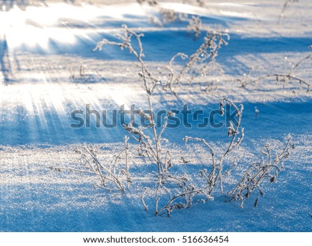 Texture, background. Winter season. Snow on the ground. Very cold. Frost. the sun's rays on the snow