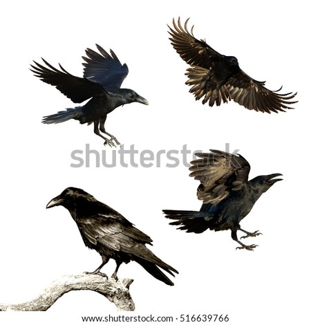 Birds - mix flying and perched Common Ravens (Corvus corax) isolated on white background. Halloween - mix four birds