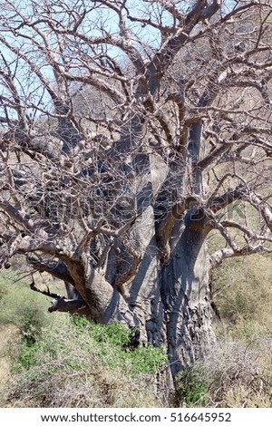 Baobab in Manyara National Park
