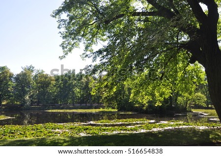 Tree near water in sunny day. Beautiful natural photo.