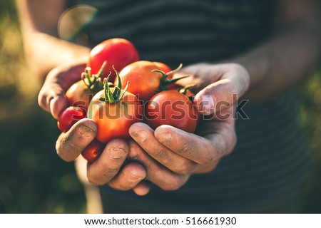 Farmer holding fresh tomatoes at sunset. Food, vegetables, agriculture Royalty-Free Stock Photo #516661930