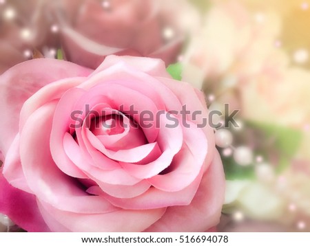 sweet dreamy and soft focus , blooming of pink rose 