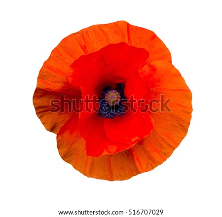 flower red poppy isolated on white background
