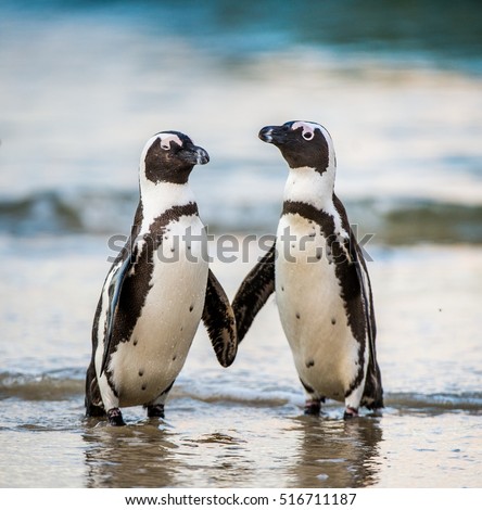 African penguin walk out of the ocean on the sandy beach. African penguin ( Spheniscus demersus) also known as the jackass penguin and black-footed penguin. Boulders colony. South Africa Royalty-Free Stock Photo #516711187
