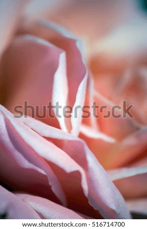 Beautiful pastel colored rose petals - closeup
