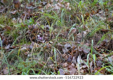 Forest grass and flowers in autumn, selective focus, purposely blurred