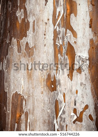 Natural texture of a gray tree bark