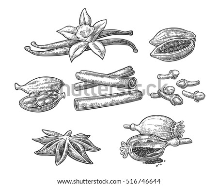 Set of spices. Anise star, cardamom, clove, cinnamon, fruits of cocoa beans, vanilla stick and flower, poppy heads. Isolated on white background. Vector black vintage engraving illustration. Royalty-Free Stock Photo #516746644