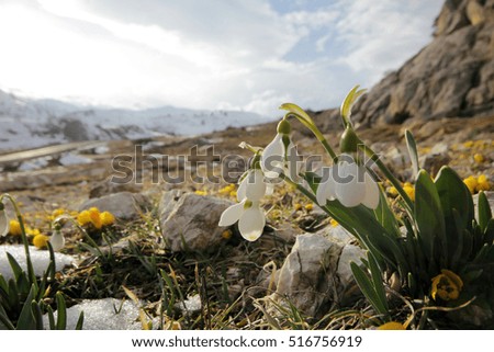 Yellow crocuses with snowdrops  