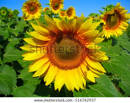 Macro picture of sunflower