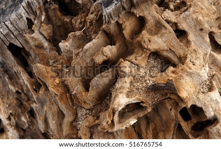 Abstract texture of old decaying tree stump as background