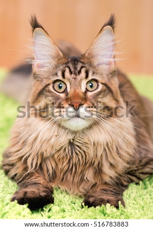 Fluffy black tabby kitty - 6,5 months old - lying on a green carpet. Portrait of domestic Maine Coon kitten. Playful beautiful young cat looking at camera.