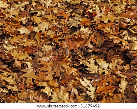 Background, or possible pattern for camouflage hunting clothing