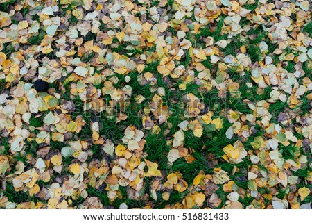 wet fallen leaves on the ground - november
