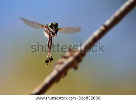 Courtship ritual of robber flies, in full flight