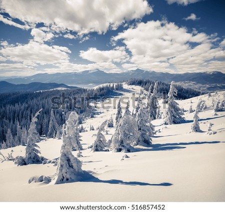 Sunny winter landscape in Carpathian mountains with snow cowered fit trees. Colorful outdoor scene, Happy New Year celebration concept. Blue toning effect.
