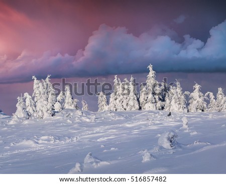 Dramatic winter sunrise in Carpathian mountains with snow cowered fit trees. Colorful outdoor scene, Happy New Year celebration concept. Artistic style post processed photo.