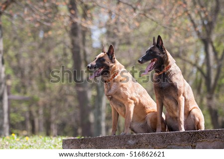 Lovely and cute dog with funny face. Interesting dog breed. Dog photography outdoor. Dog for dogs sport. Animal shot capturing dog.Dog breed Belgian shepherd, Mallinois, Laekonis, Tervuren.