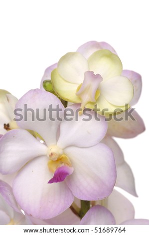Blooming orchids flower isolated
