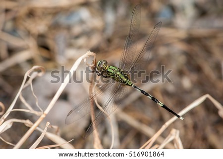 Green Marsh Hawk Dragonfly, Orthetrum sabina (Order: Odonata, Family: Libellulidae) on a weed