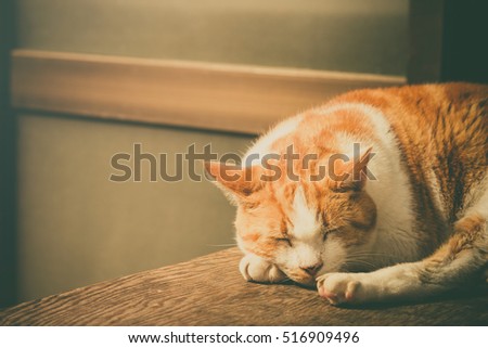 sleeping cat in the warm sunlight, vintage photo and film style