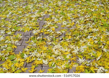 Colorful background and Vibrant Colors Autumn maple leaves
