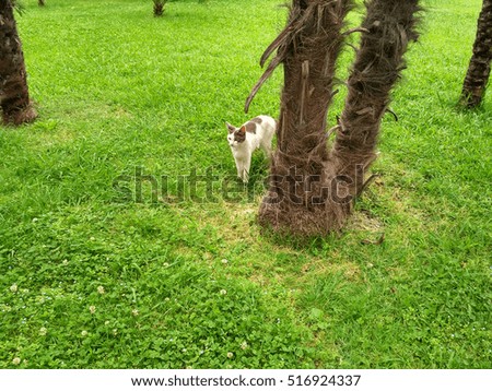 Beautiful white cat resting under a palm tree