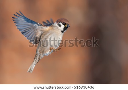 Eurasian tree sparrow flying and flapping the wings Royalty-Free Stock Photo #516930436
