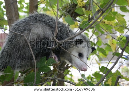 Possum in tree