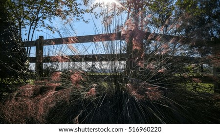 Rural Fence with Ornamental Grass Photography