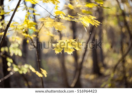 Autumn colorful leaves with details
