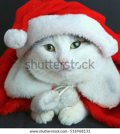cat in santa hat and coat close up portrait