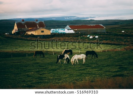 Icelandic horses on the green field with farmhouse at background