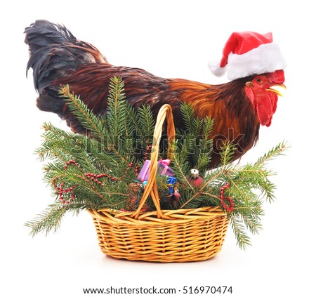 Rooster near a basket with a tree isolated on a white background.
