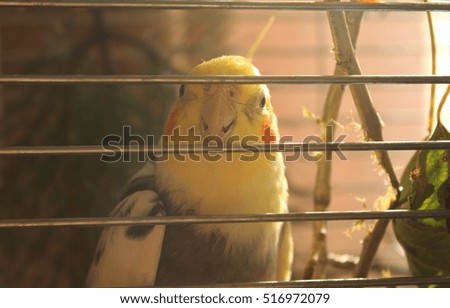 Yellow cockatiel in a cage, close up