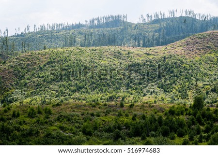 colorful countryside view in carpathians. mountains and forest trees with green meadows